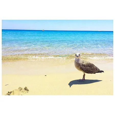 Flamingos In The Desert * فيلاّسيمِيوس